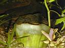 Ancistrus%20et%20son%20concombre%2001.jpg