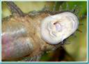 ancistrus6.jpg