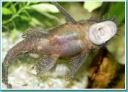 ancistrus6a.jpg