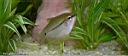 gourami_femelle.jpg