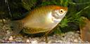 gourami_jaune.jpg
