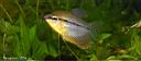 gourami_male.jpg