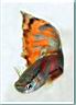 guppy_ph.jpg