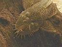 poisson_ancistrus.jpg