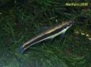 poisson_mangeuralgues.jpg