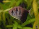 poisson_veuvenoir_matthuis.jpg